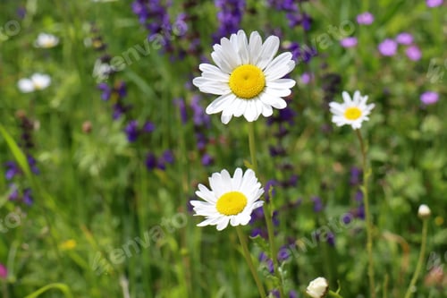 Preview: Closeup shot of small daisies