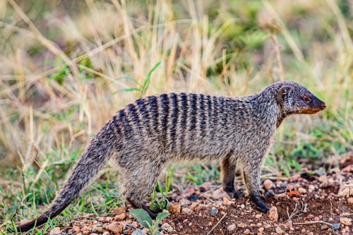 Preview: Mongoose Wildlife Animals Savannah Grassland Wilderness