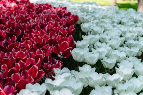 Preview: Colorful spring fresh dutch tulips. Assorted colors