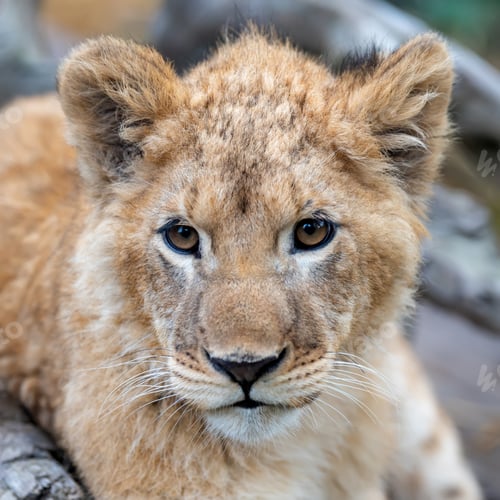Preview: Lion cub in spring time
