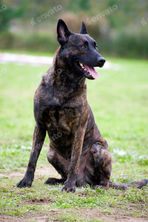 Preview: Holland Shepherd