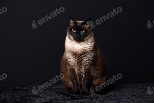 Preview: Siamese cat (Thai) on black background