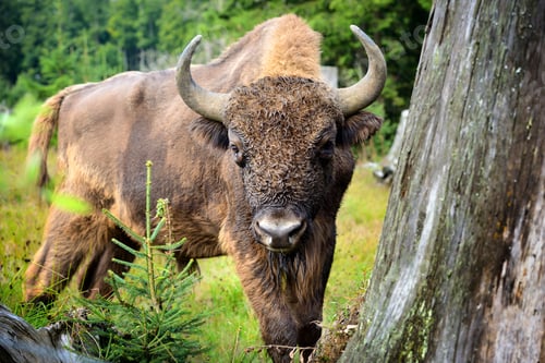 Preview: European Bison in the forest. Wisent. Bison bonasus