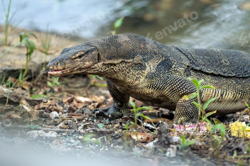 Preview: Monitor lizard (Varanus) on the hunt