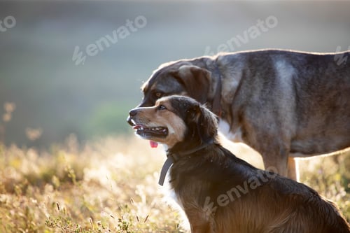 Preview: Happy dogs having fun in a field of summertime