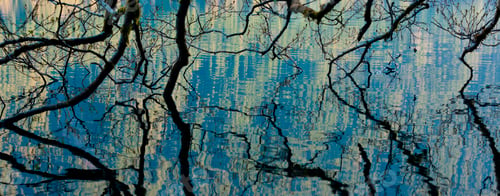 Preview: Branches dip into the surface of Lake Crescent, Olympic National Park, Washington, USA