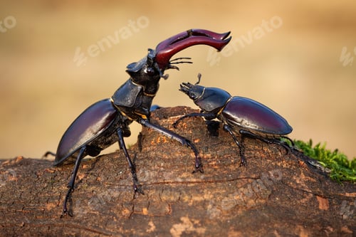 Preview: Male stag beetle standing above female and protecting her in summer nature