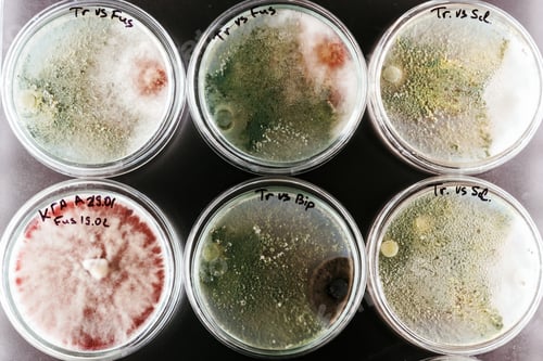 Preview: Trichoderma and Sclerotinia in the laboratory in the special rounded containers