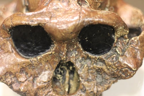 Preview: Skulls