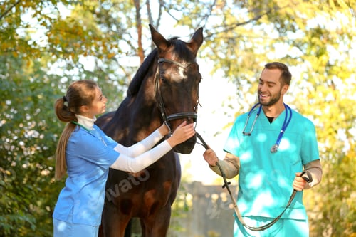 Preview: Veterinarians in uniform with beautiful brown horse outdoors