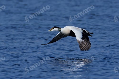 Preview: Common eider (Somateria mollissima)
