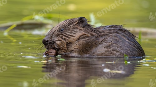 Preview: Wet eurasian beaver biting in river in springtime