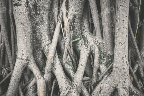 Preview: Close up photo of tree roots, selective focus, color toned nature background, Ecuador.