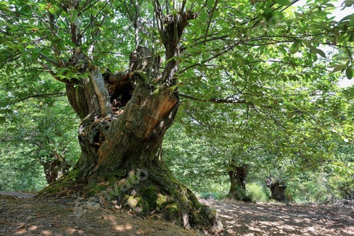 Preview: Giant Chestnut tree in the forest near Las Medulas