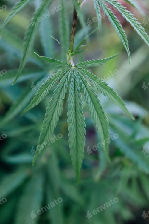 Preview: Hemp leaves
