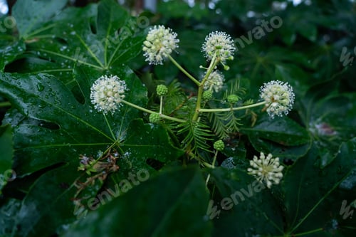 Preview: Closeup of illinois bundleflower covered in the dew in a field with a blurry background