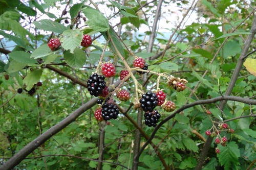 Preview: Blackberry bush free growing