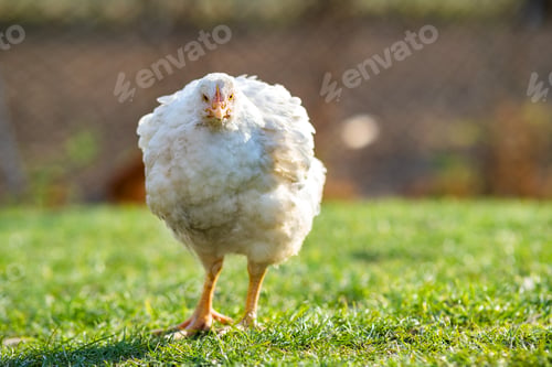 Preview: Hen feed on traditional rural barnyard. Close up of chicken standing on barn yard with green grass