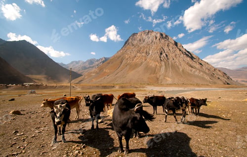Preview: Livestock on himalayas landscape, Ladakh, India.