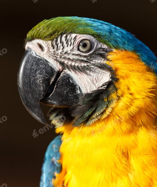 Preview: Blue and Yellow Macaw (Ara ararauna)
