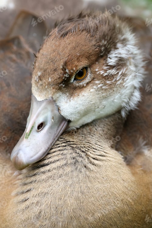 Preview: close up of a female mallard duck