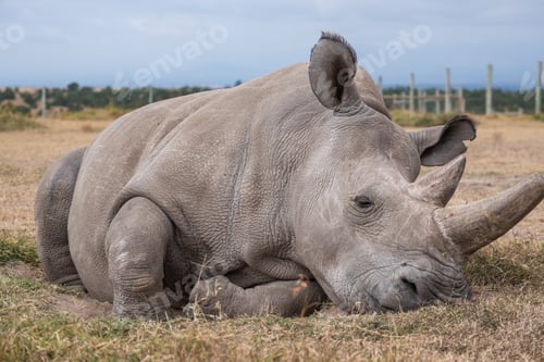 Preview: Closeup shot of a magnificent Northern white rhino captured in Ol Pejeta, Kenya