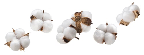Preview: Cotton plant flower isolated on white background, collection