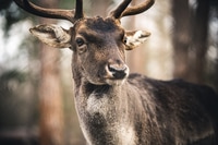 Preview: Closeup of a beautiful doe standing in forest with blurred background on sunny day