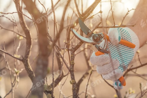 Preview: Gardener cutting branches in cherry fruit orchard with pruning shears