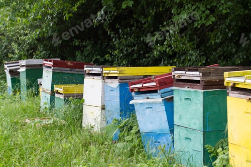 Preview: beehives by the edge of a green forest
