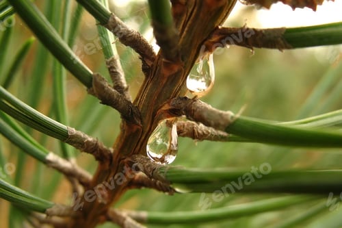 Preview: Drops of resin on a pine tree needles