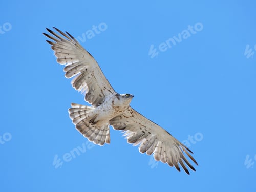 Preview: Short-toed snake eagle (Circaetus gallicus)