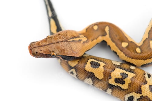 Preview: Sumatran Short Tail Python isolated on white background