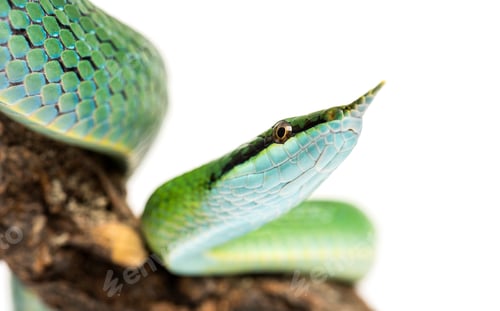 Preview: close-up on a Rhino rat snake on a branch, Rhynchophis boulenger
