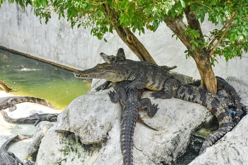 Preview: Young crocodile opening mouth and resting under the sun. Close up large reptiles. close up crocodile