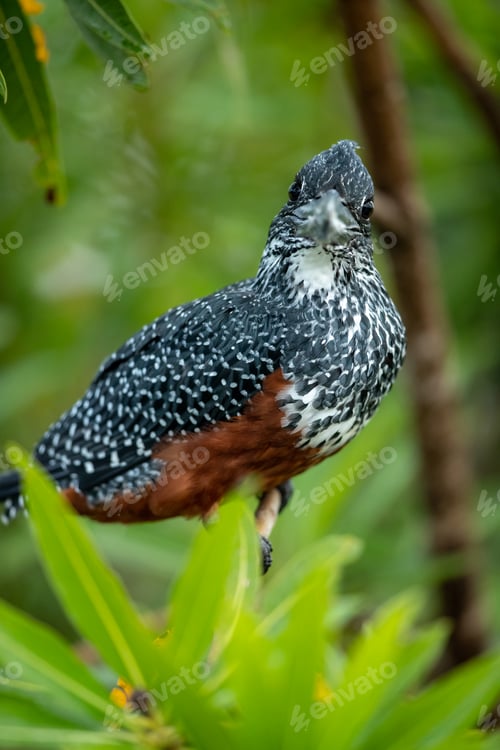 Preview: A giant kingfisher, Megaceryle maxima, perched on a branch, close up.