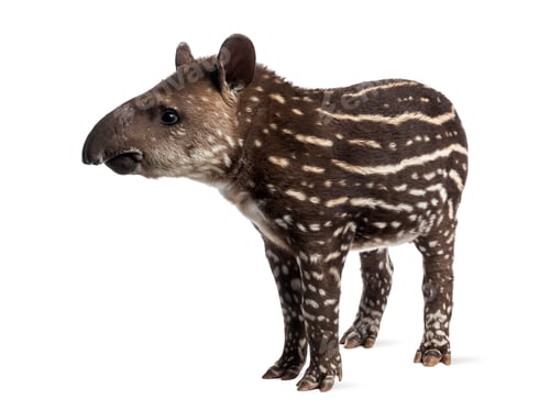 Preview: Young South american tapir, isolated on white, 41 days old