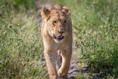 Preview: Lion walking towards the camera.