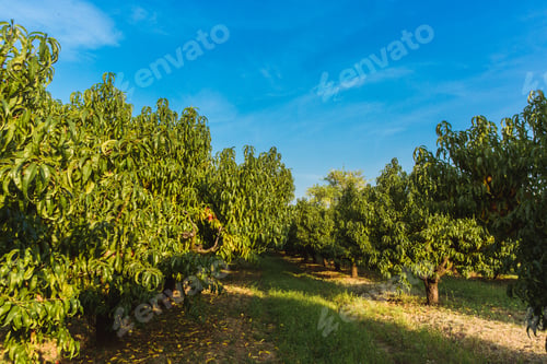 Preview: Sweet organic nectarines on tree in big garden