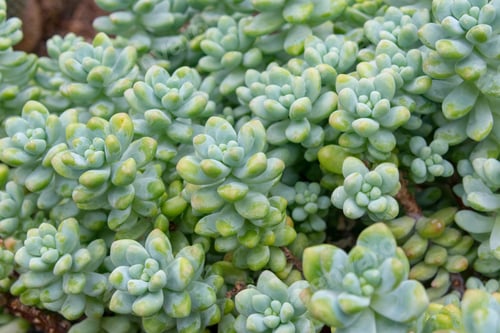 Preview: Healthy succulent plants