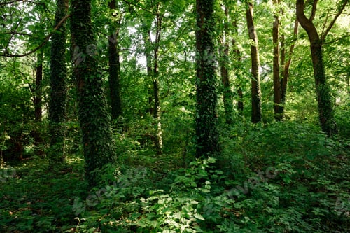Preview: Dense summer forest with tree trunks covered with green ivy
