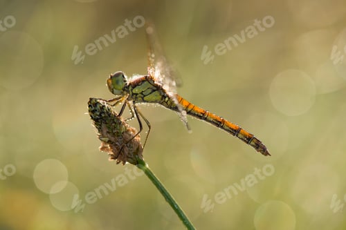 Preview: Common darter firefly, Sympetrum striolatum, hovering over flower