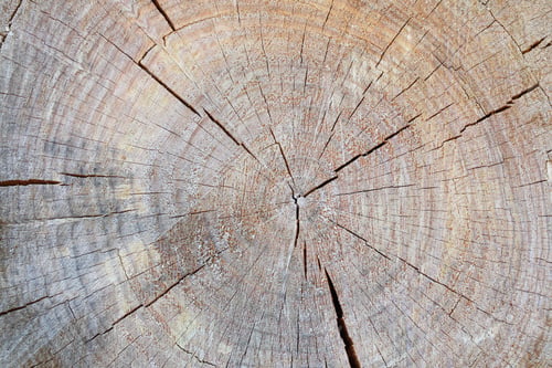 Preview: tree trunk closeup details ring wood