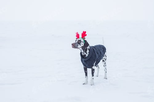 Preview: Funny and cute dog in funny deer antlers stands in the snow in winter.Dalmatian puppy with deer