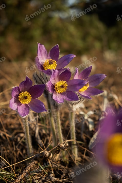 Preview: Dream-grass or Pulsatilla patens blooms in spring