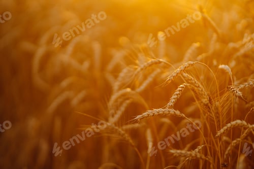 Preview: Sunset wheat golden field in the evening. Growth nature harvest. Agriculture farm.