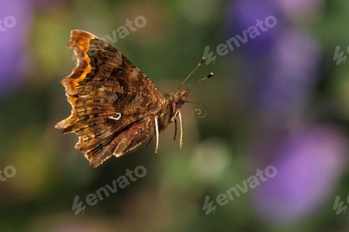 Preview: Comma butterfly with intricate wing patterns hovers in mid-air, its wings slightly open.