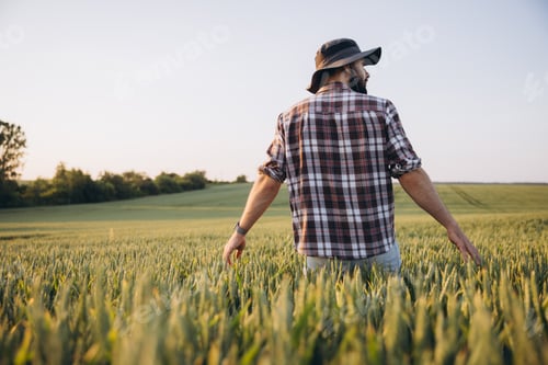 Preview: Agronomist walking and inspecting wheat field at sunset