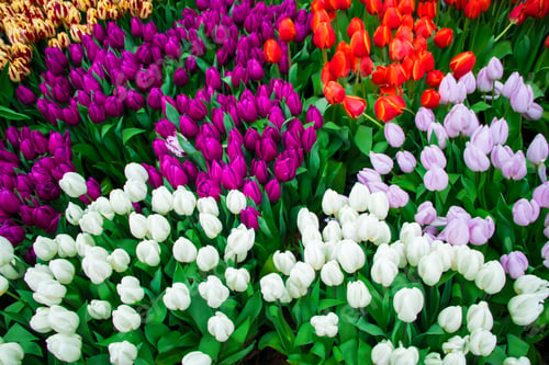 Preview: Field with blooming tulips. Flower Festival. Spring symbol.