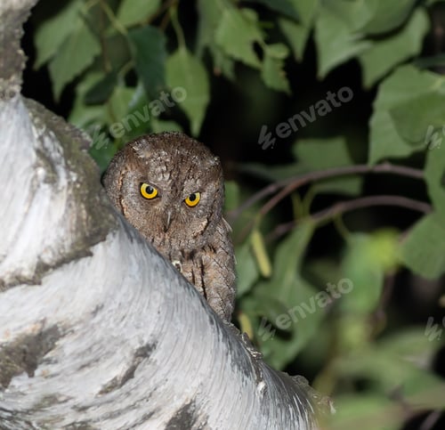 Preview: Solitary Eurasian Scops Owl Perched Alone